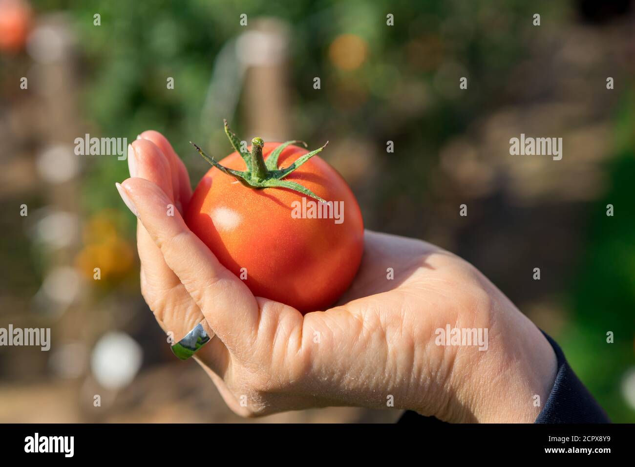 Der Gärtner hält eine reife Tomate. Neues Erntegut. Stockfoto