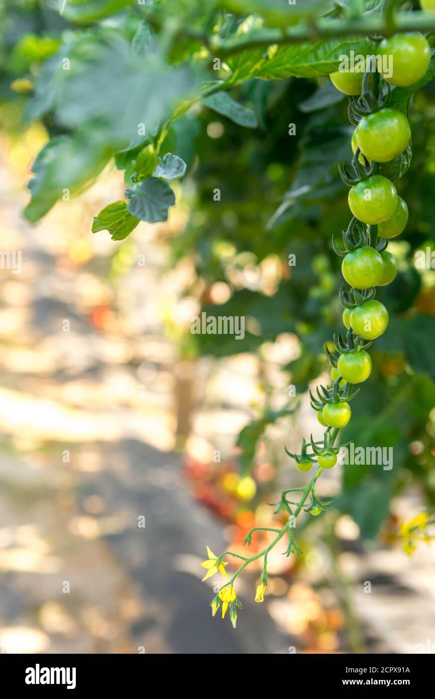Grüne Kirschtomaten hängen von Ästen an einem hellen Sunny Tag Stockfoto