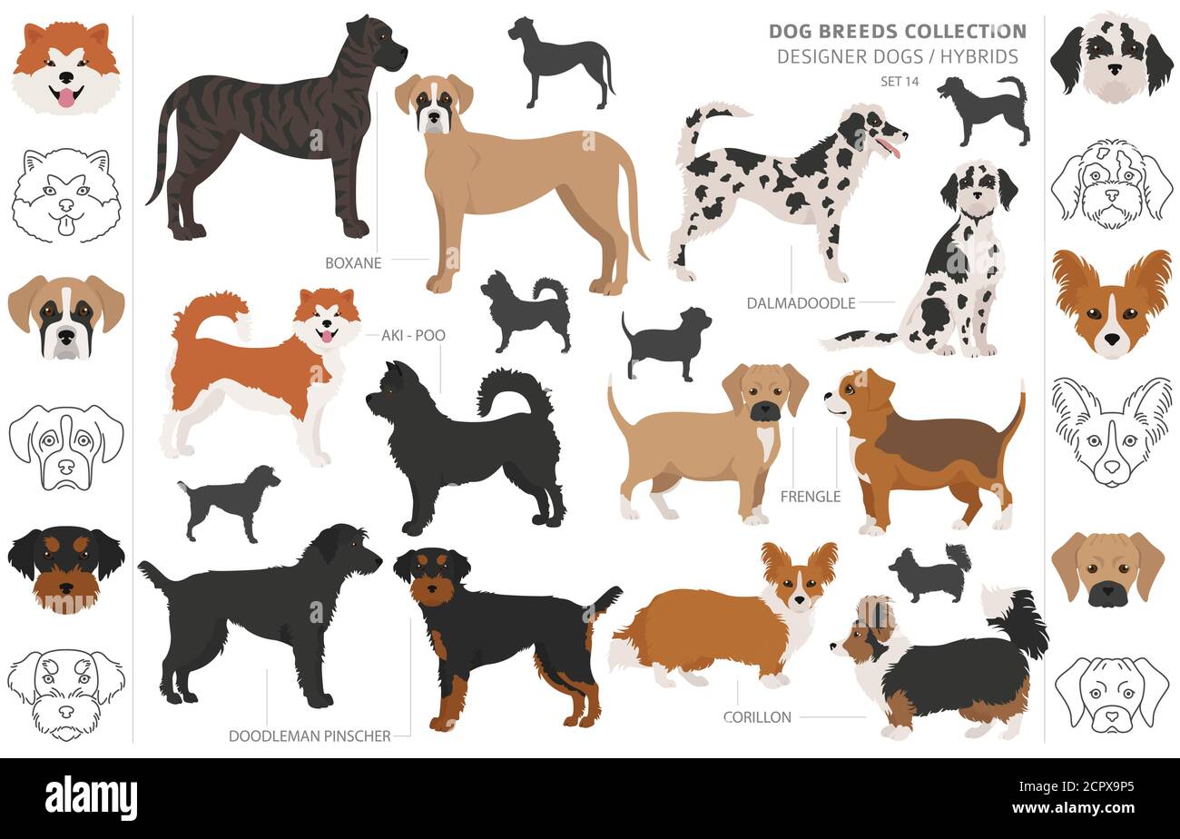 Designer Hunde, Enrage, hybrid mix Hündchen Sammlung isoliert auf Weiss. Flat Style cliparts Hund gesetzt. Vector Illustration Stock Vektor