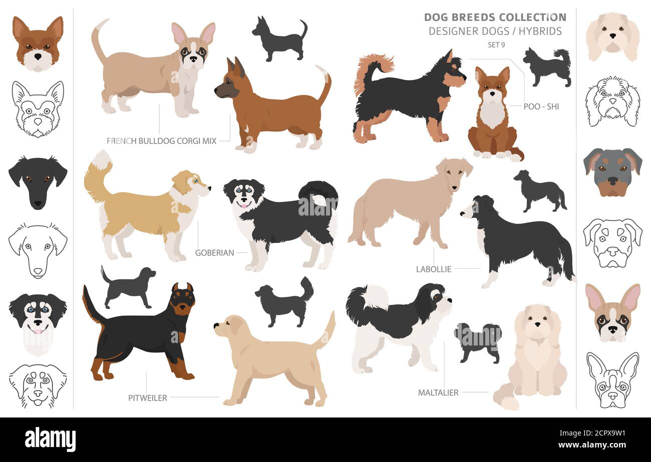 Designer Hunde, Enrage, hybrid mix Hündchen Sammlung isoliert auf Weiss. Flat Style cliparts Hund gesetzt. Vector Illustration Stock Vektor