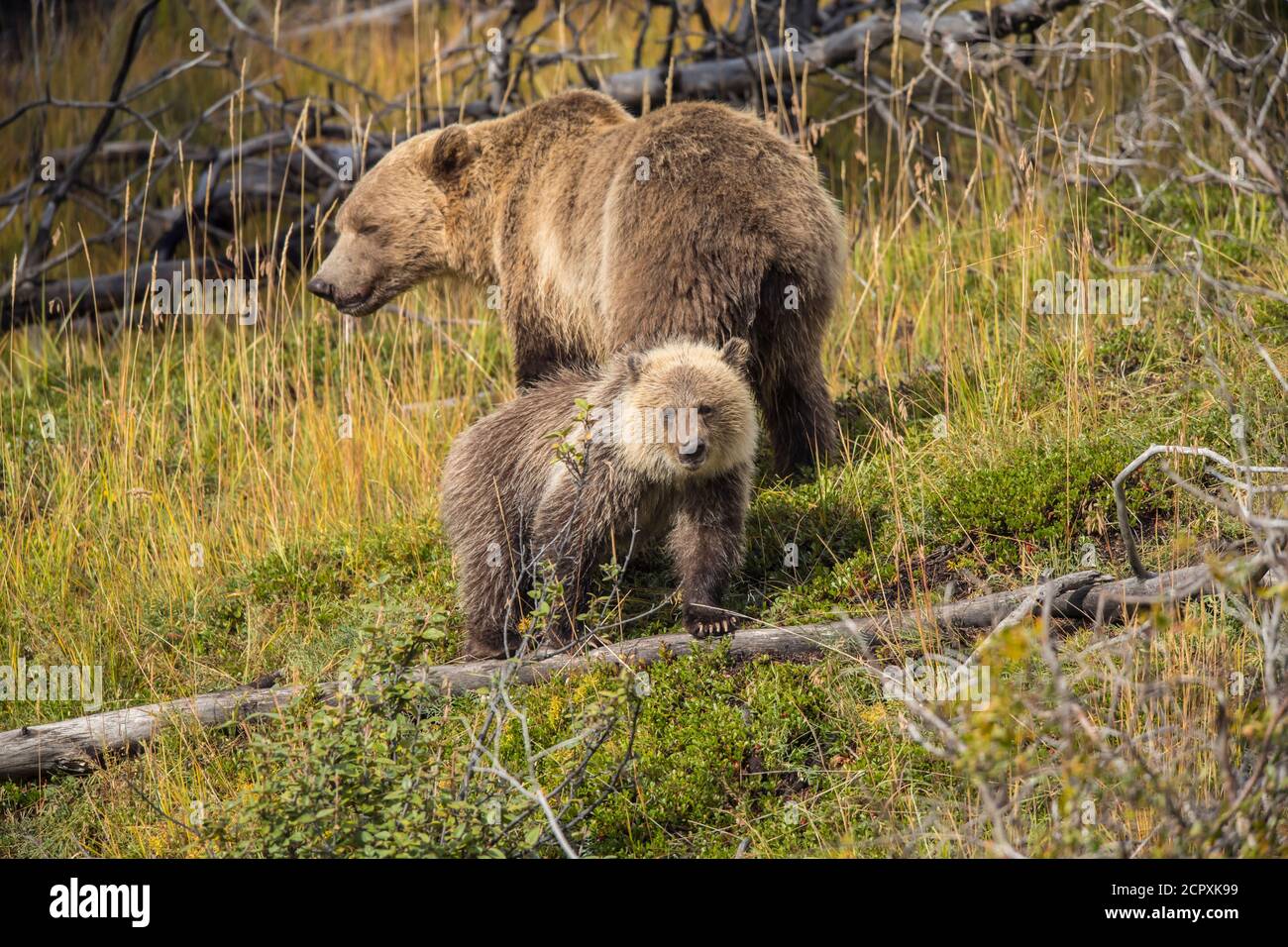 Grizzly Bär (Ursus arctos) - Mutter und Junge essen Beeren auf einem Hügel, Chilcotin Wilderness, BC Interior, Kanada Stockfoto