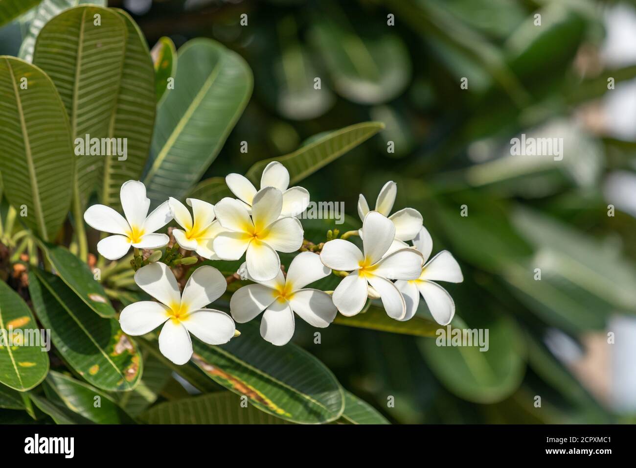 Stilvolle Frangipani Baum In Deutschland Bild