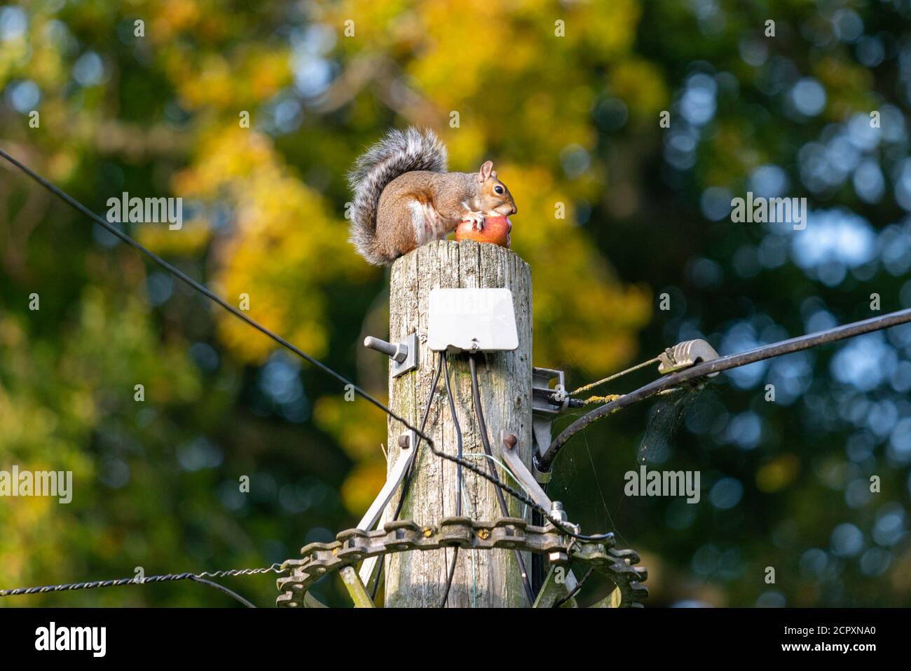 Weibliche Sau Eichhörnchen Fütterung auf Apfel auf Telegraph Mast Stockfoto