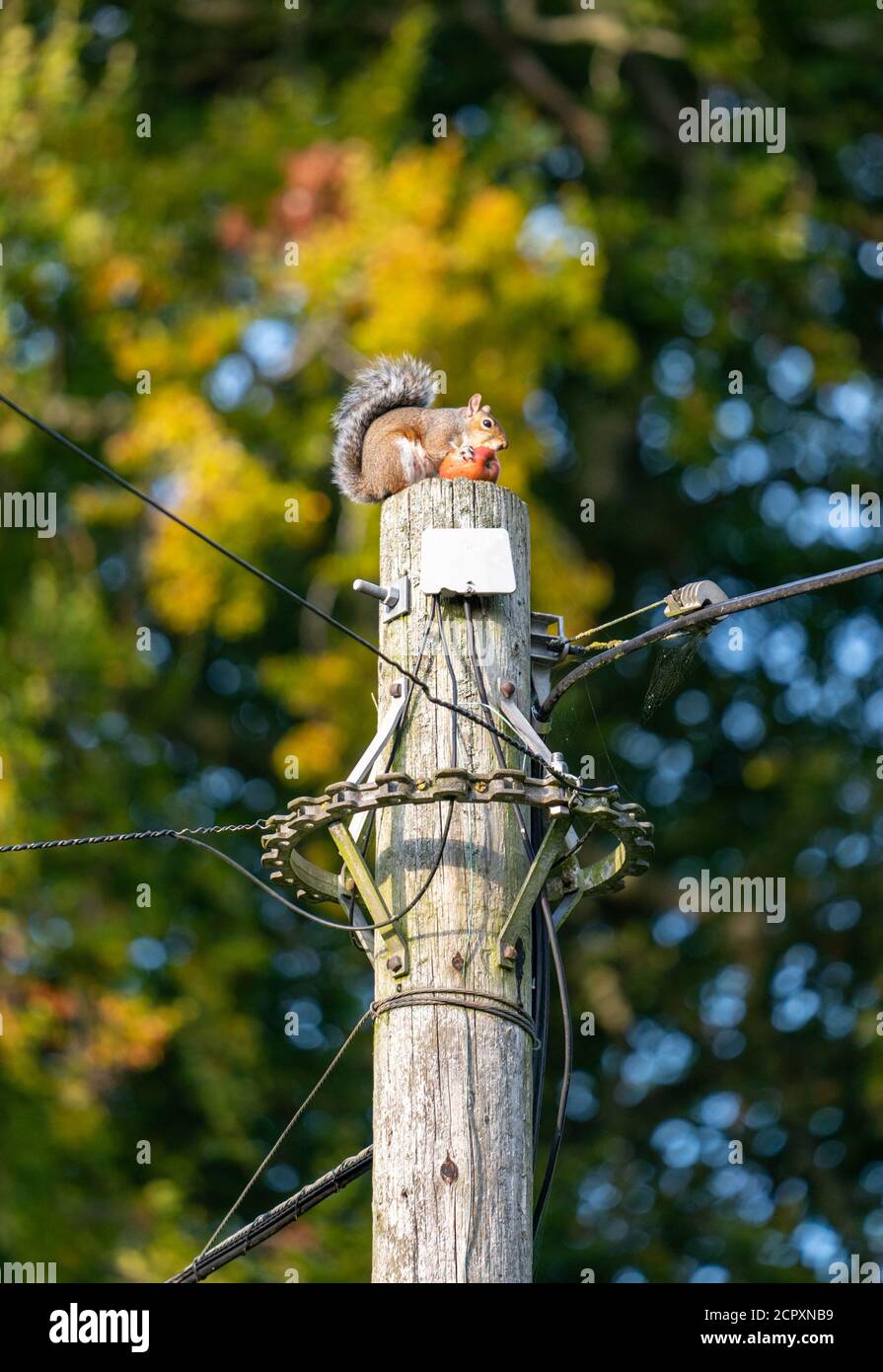 Weibliche Sau Eichhörnchen Fütterung auf Apfel auf Telegraph Mast Stockfoto