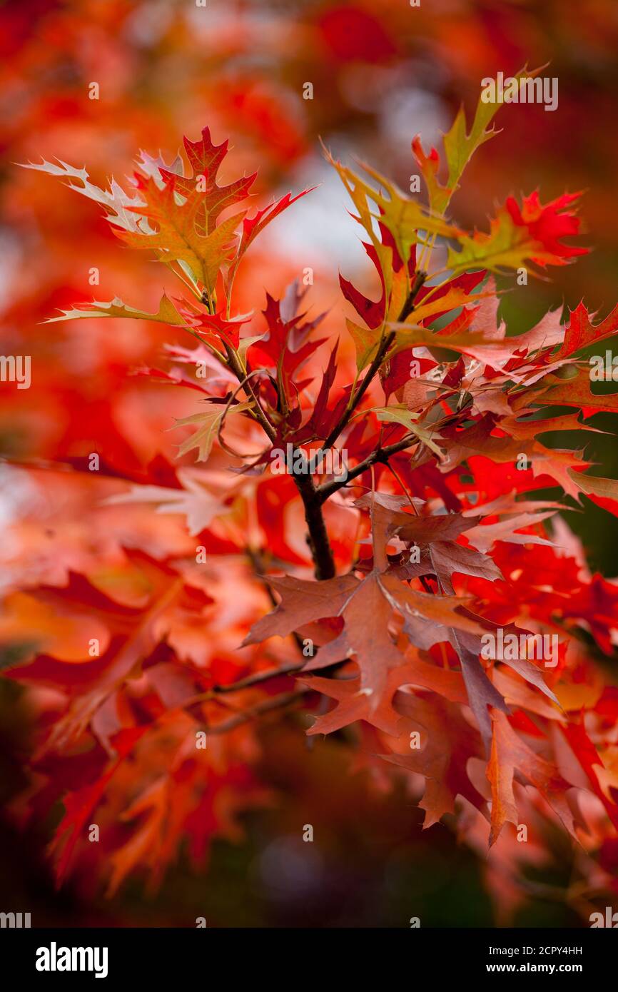 Schöne, leuchtend orange Blätter auf einer Nadeleiche im Herbst Stockfoto