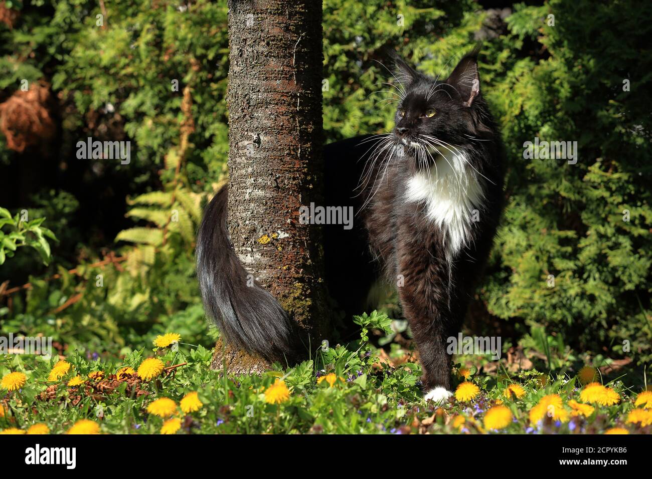 Maine Coon Katze Stockfoto