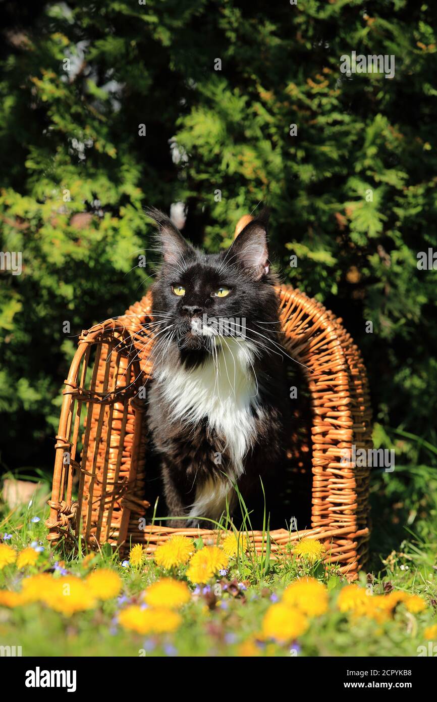 Maine Coon Katze in einem Korb Stockfoto