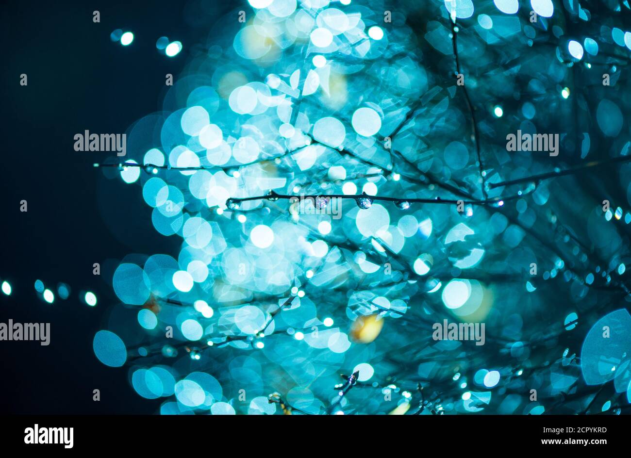 Nasse Pflanzen mit Regentropfen in blauen Nachtlichtern Stockfoto