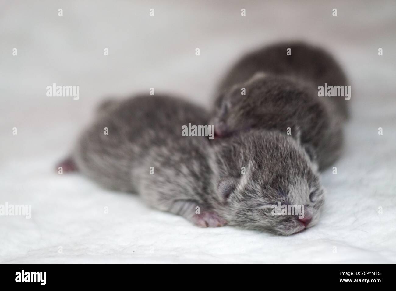 Neugeborene schottische Faltenkätzchen auf weißem Hintergrund aus nächster Nähe Anzeigen Stockfoto