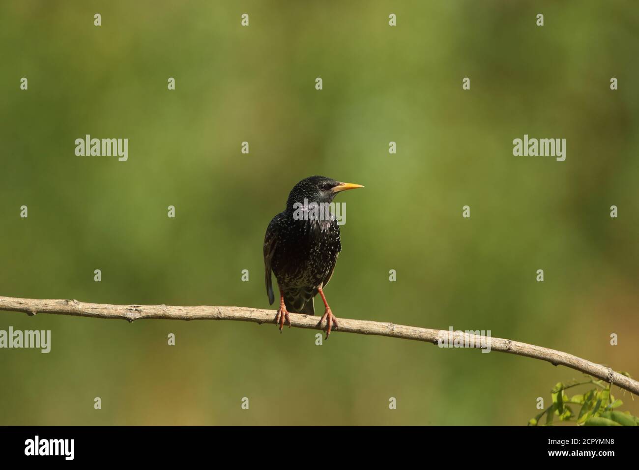 Stern auf einem Zweig Stockfoto