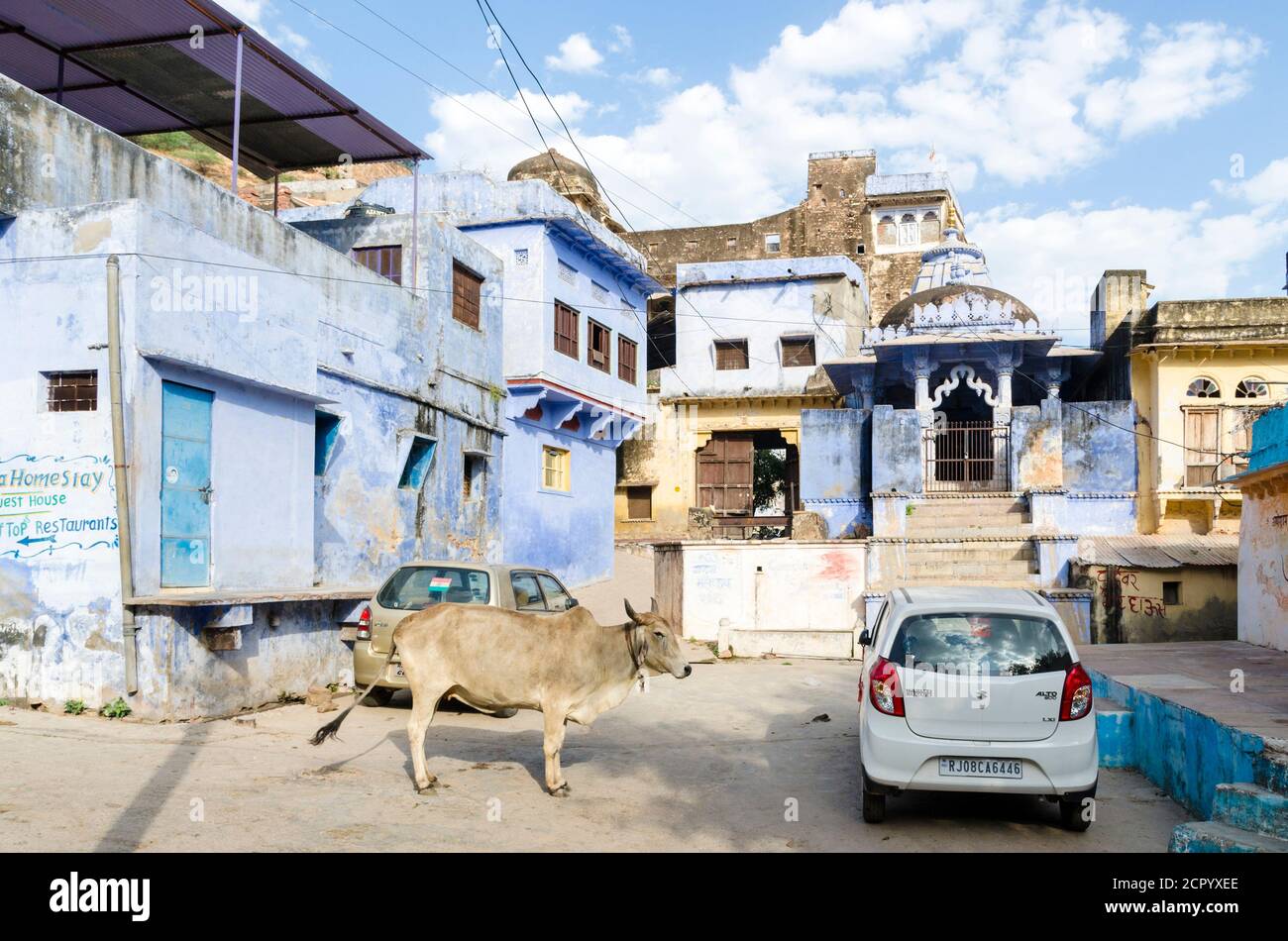 Kuh in den Straßen von Bundi mit blau bemalten Häusern, Bundi, Indien Stockfoto