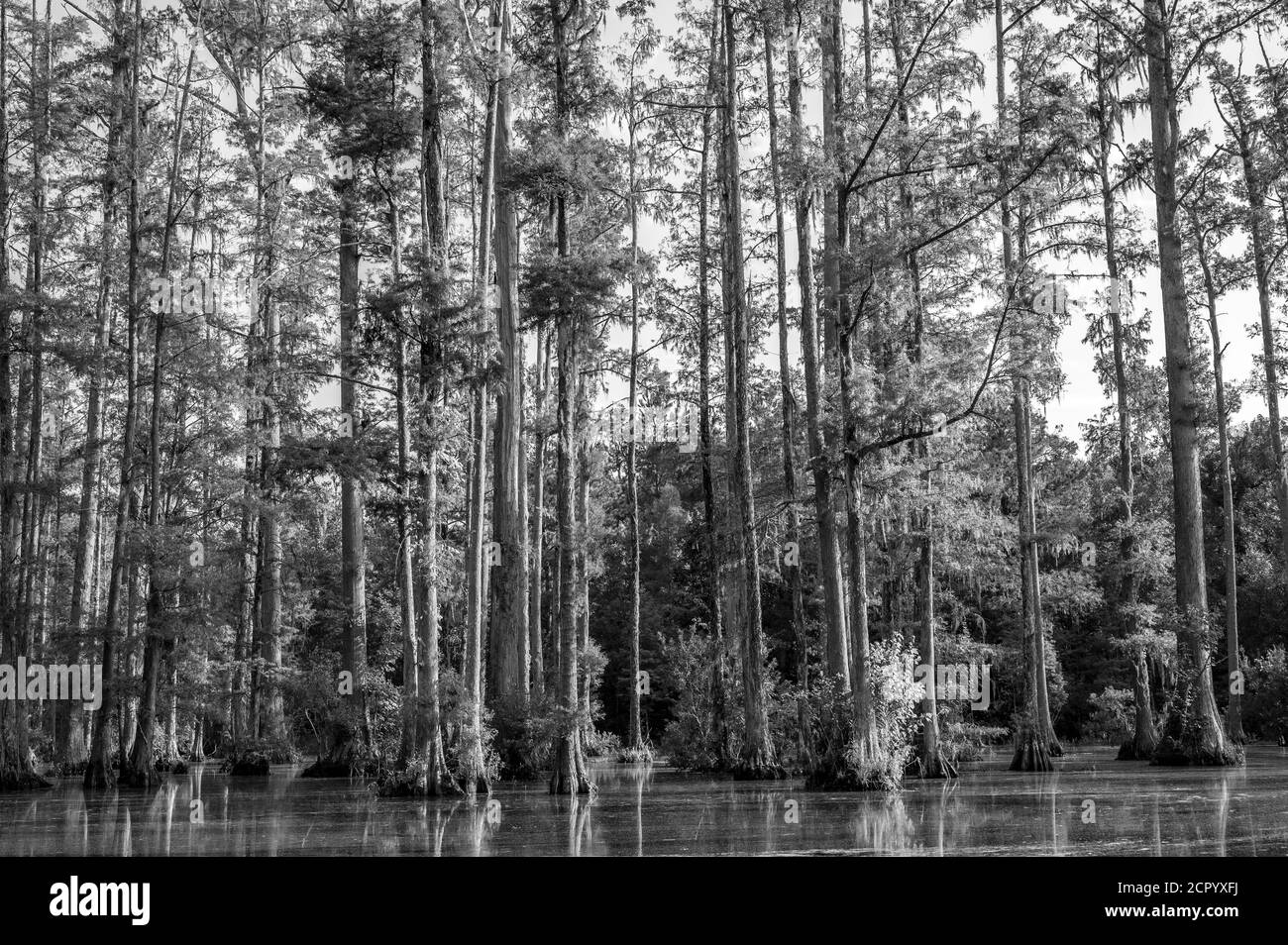 Offenes Wasser führt zu Maische - Stille und Ruhe Stockfoto