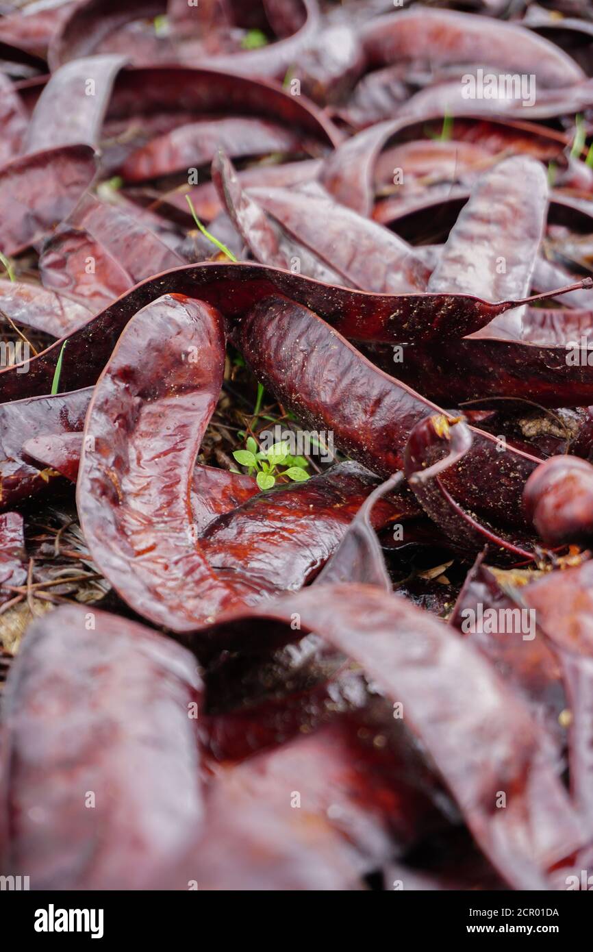 Natürliche wilde Johannisbrot in den Wäldern Nahaufnahme Stockfoto