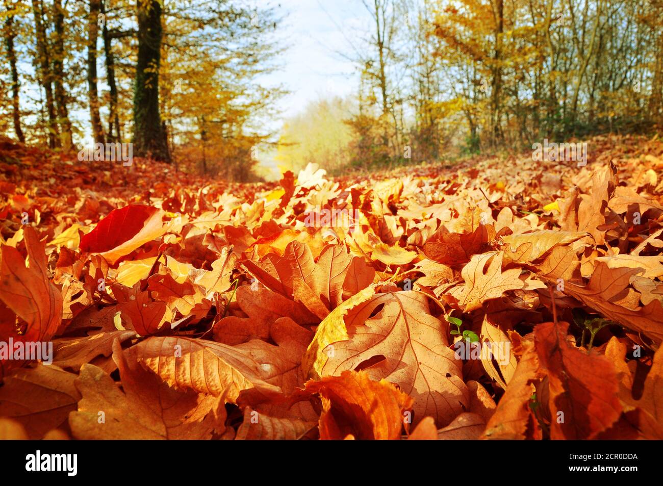 Herbstlaub in Wald und Bäumen Stockfoto