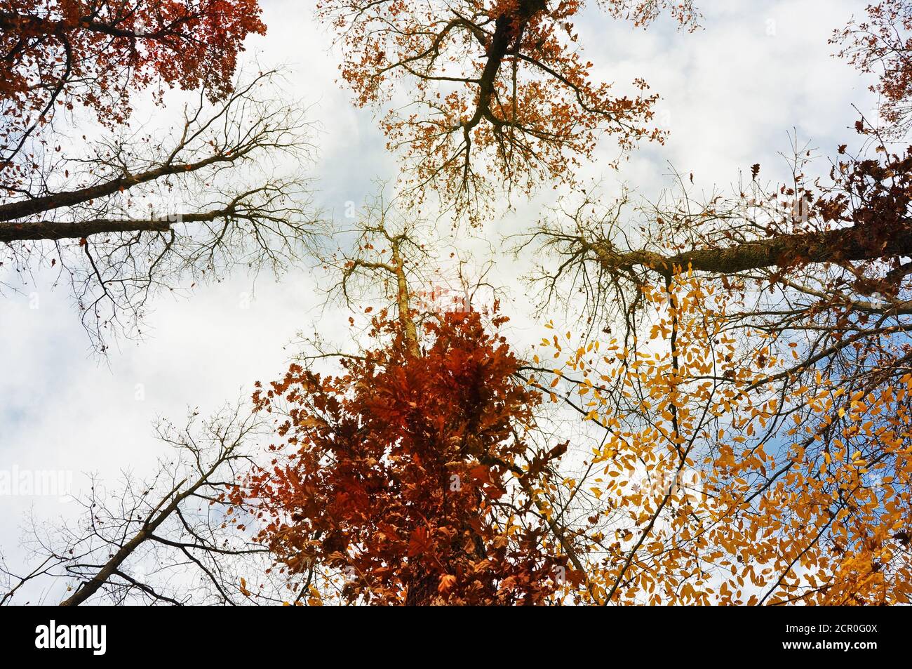 Herbstlaub in Wald und Bäumen Stockfoto
