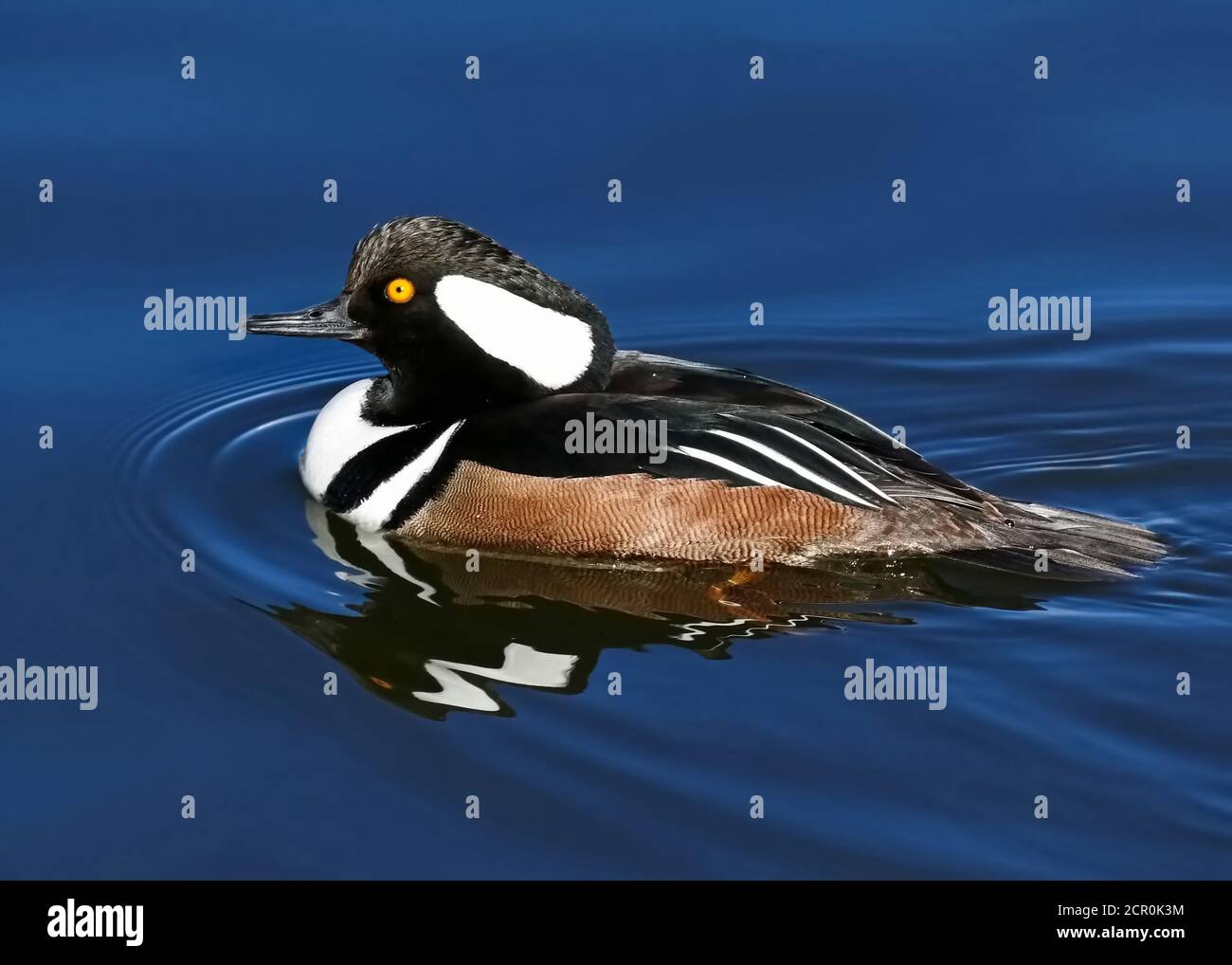 Eine Nahaufnahme einer Merganser-Ente mit Kapuze in ruhigem, samtig blauem Wasser. Stockfoto