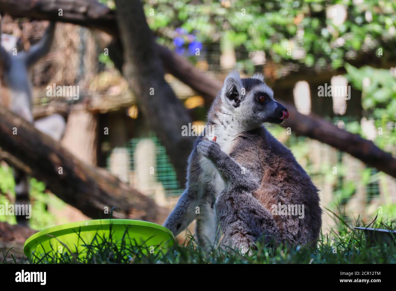 Der Ringschwanz-Lemur (Lemur Catta) ist ein großer Strepsirhine-Primat mit schwarzem und weißem Ringelschwanz. Cute Lemur sitzt auf Gras und hält seine Nahrung. Stockfoto
