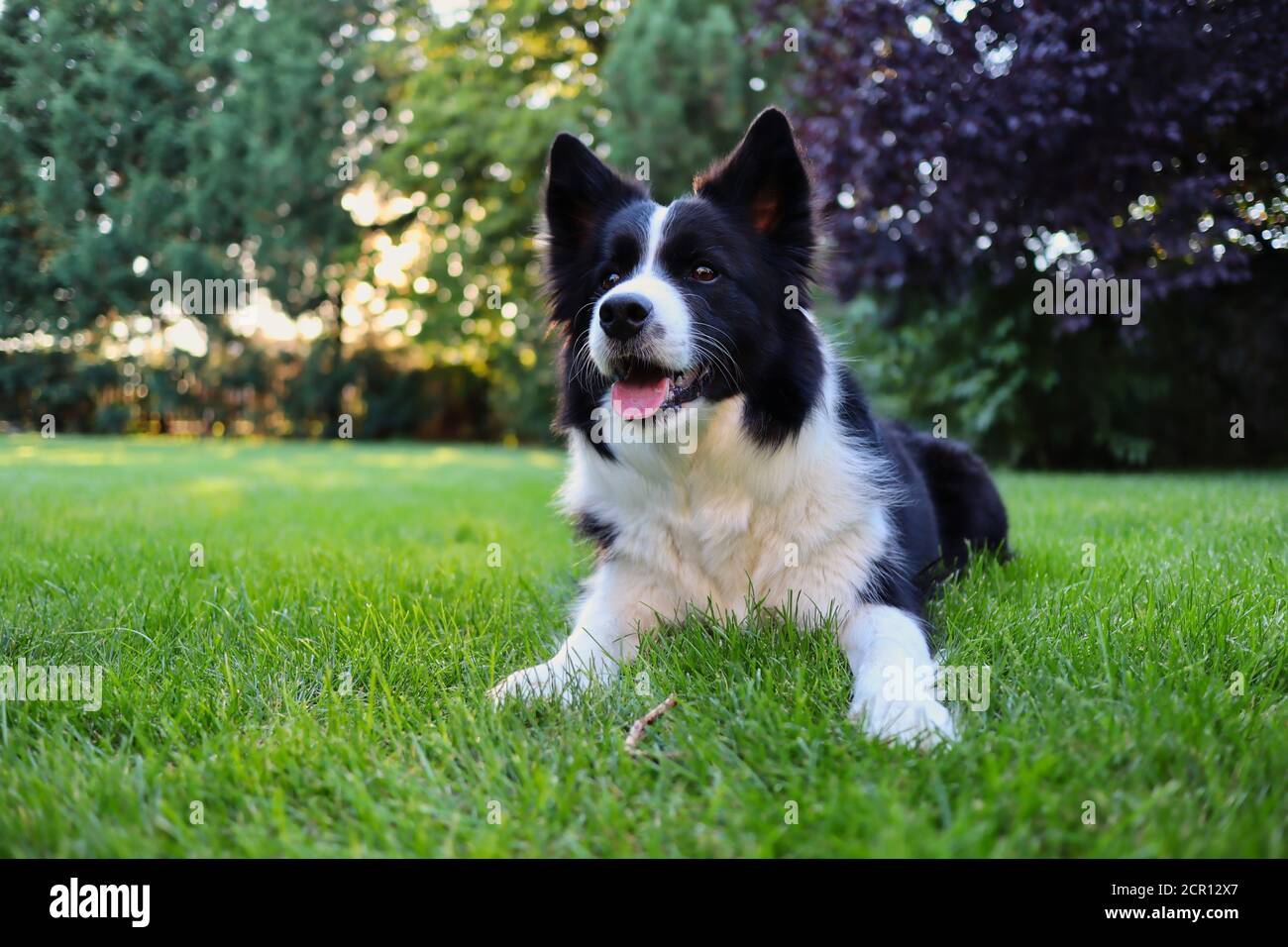 Liebenswert Border Collie liegen auf Gras im Garten. Schwarz und weiß Hund ist süß draußen. Stockfoto