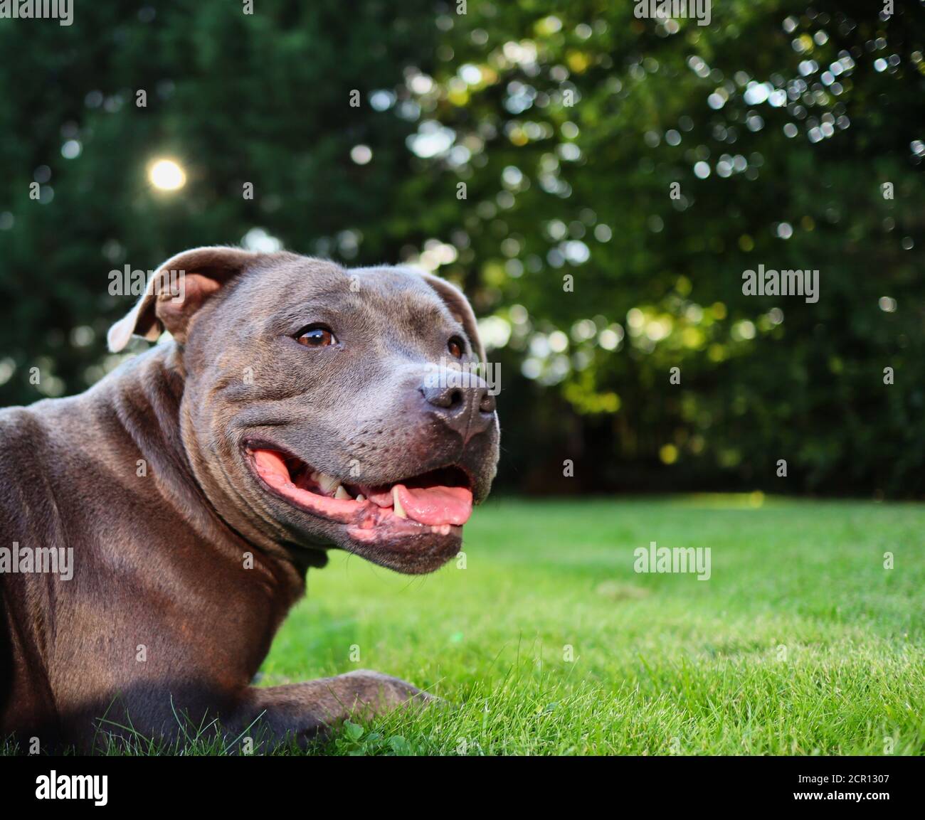 Nahaufnahme des Staffordshire Bull Terrier, der im Garten liegt. Kopfporträt von Blue Staffy im Gras liegend. Stockfoto