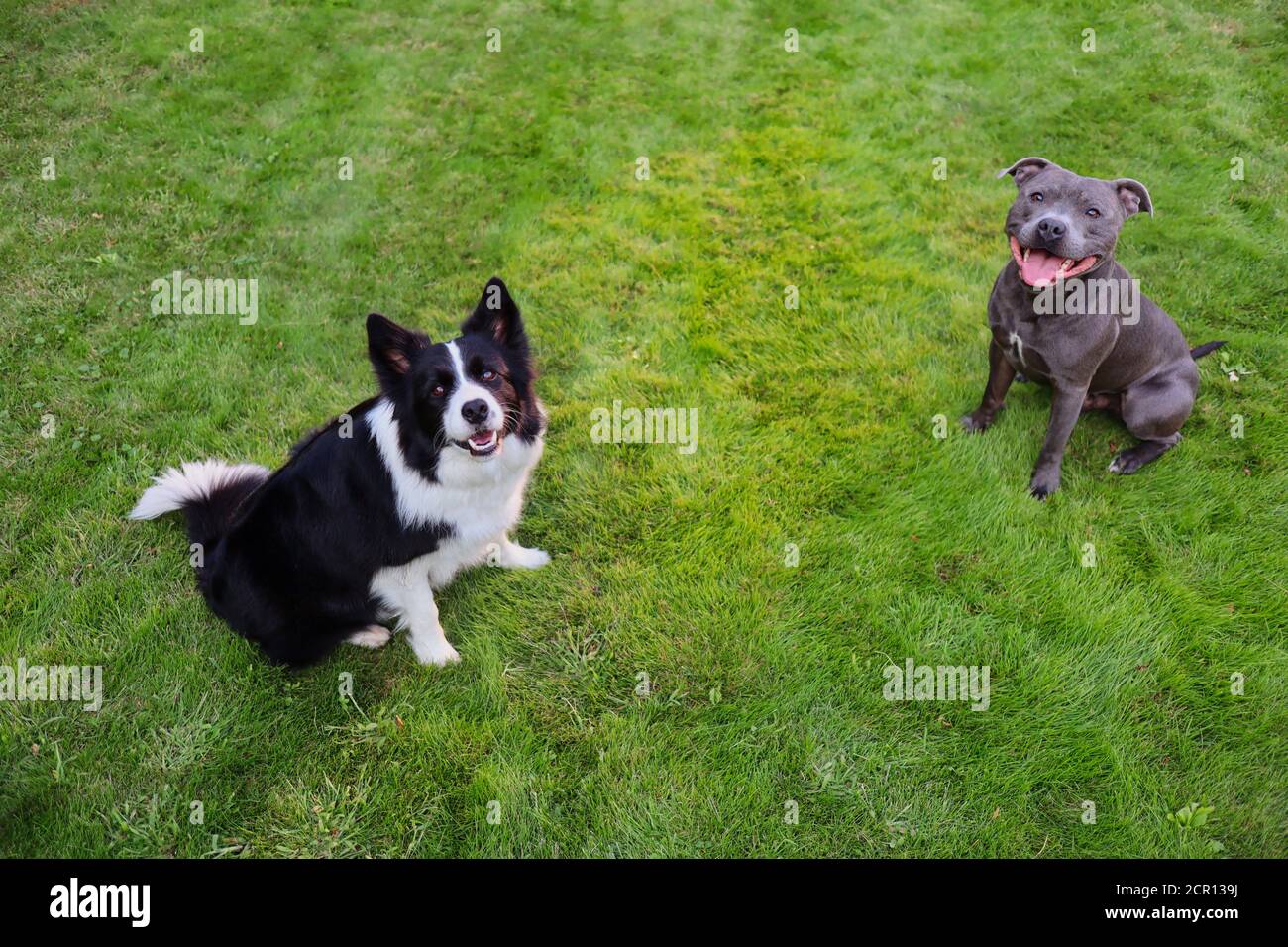 Draufsicht auf Border Collie und Staffordshire Bull Terrier sitzen im Gras. Zwei Hunde sind entzückend im Garten. Stockfoto