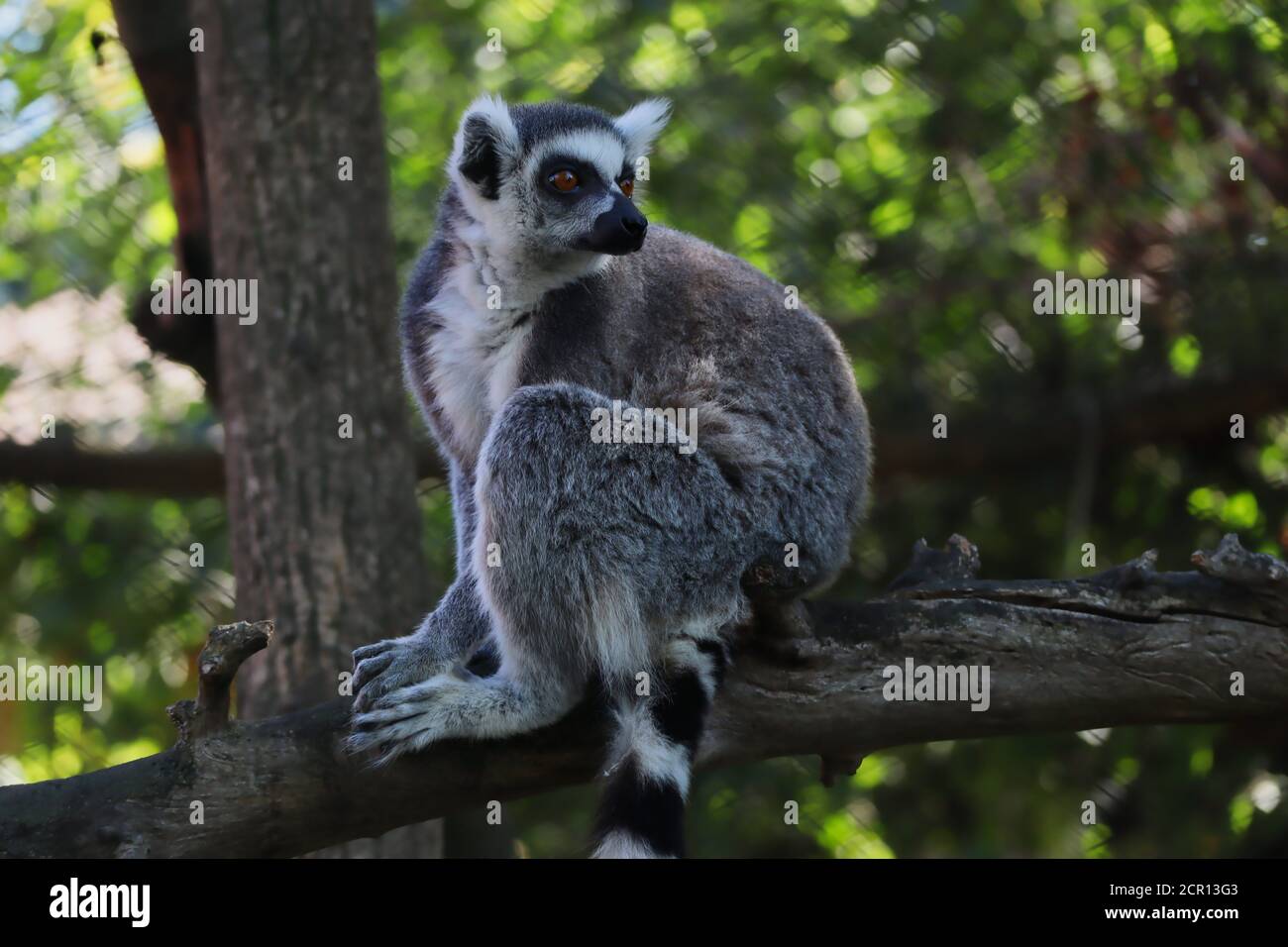 Nahaufnahme von Lemur auf dem Baum Zweig im tschechischen Zoo Park. Der Ringschwanzlemur (Lemur Catta) ist ein großer Strepsirhine-Primat. Stockfoto