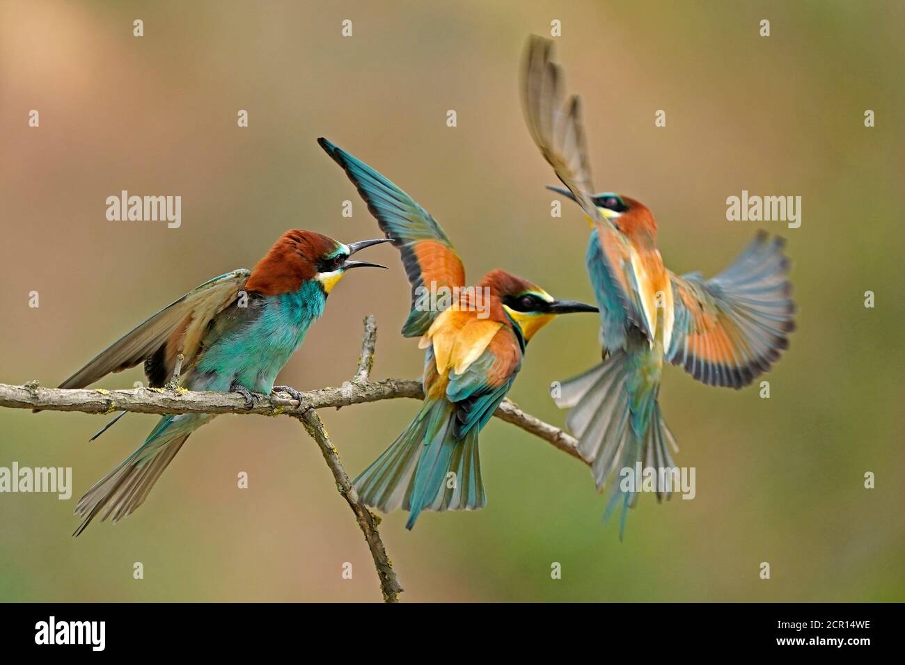 Bienenfresser (Merops apiaster), Tierwelt, Rheinland-Pfalz, Deutschland, Stockfoto