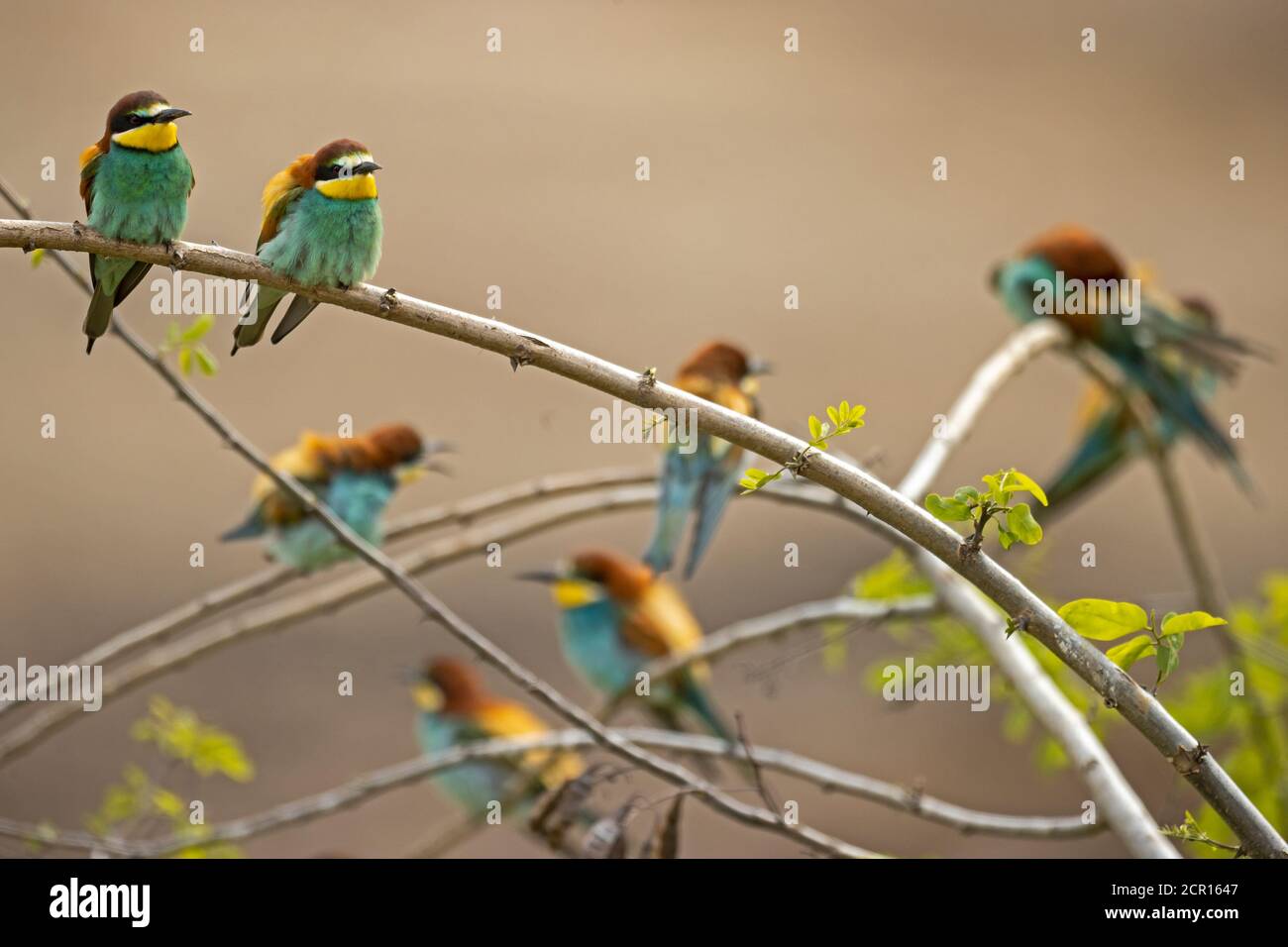 Bienenfresser (Merops apiaster), Tierwelt, Rheinland-Pfalz, Deutschland, Stockfoto