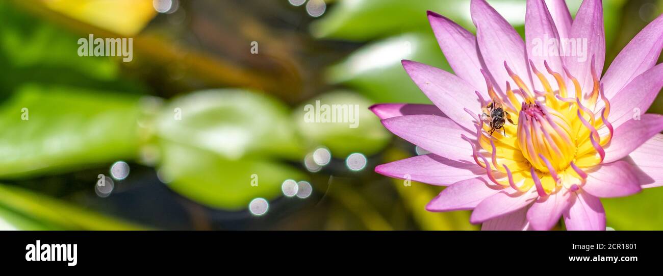 Panorama Biene auf rosa Lotusblume im Teich. Bienen sammeln für Nektar aus Seerosenpollen. Stockfoto