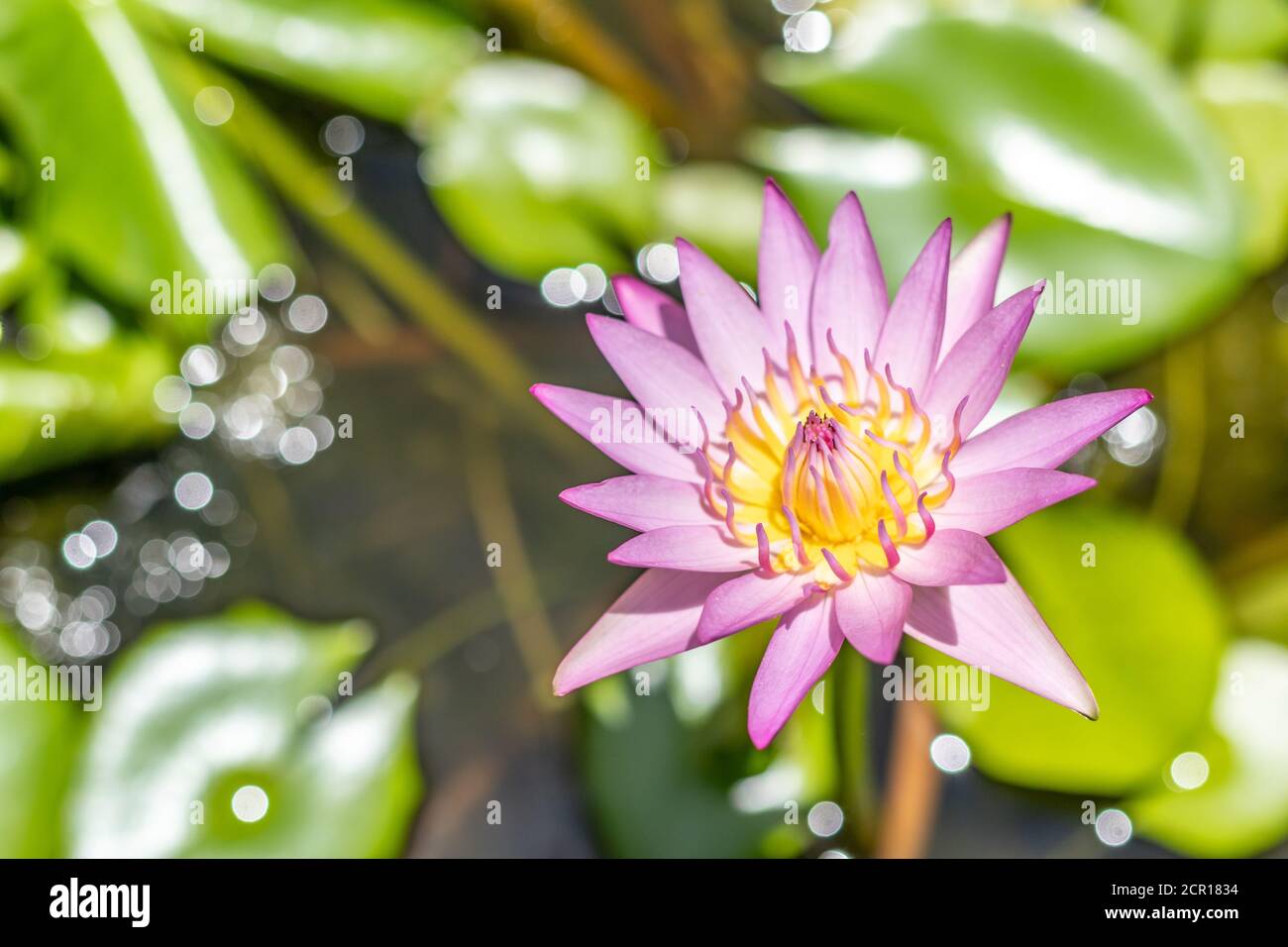 Draufsicht schöne rosa Lotusblume im Teich. Wasserlilie schwimmt oben im Wasser. Stockfoto