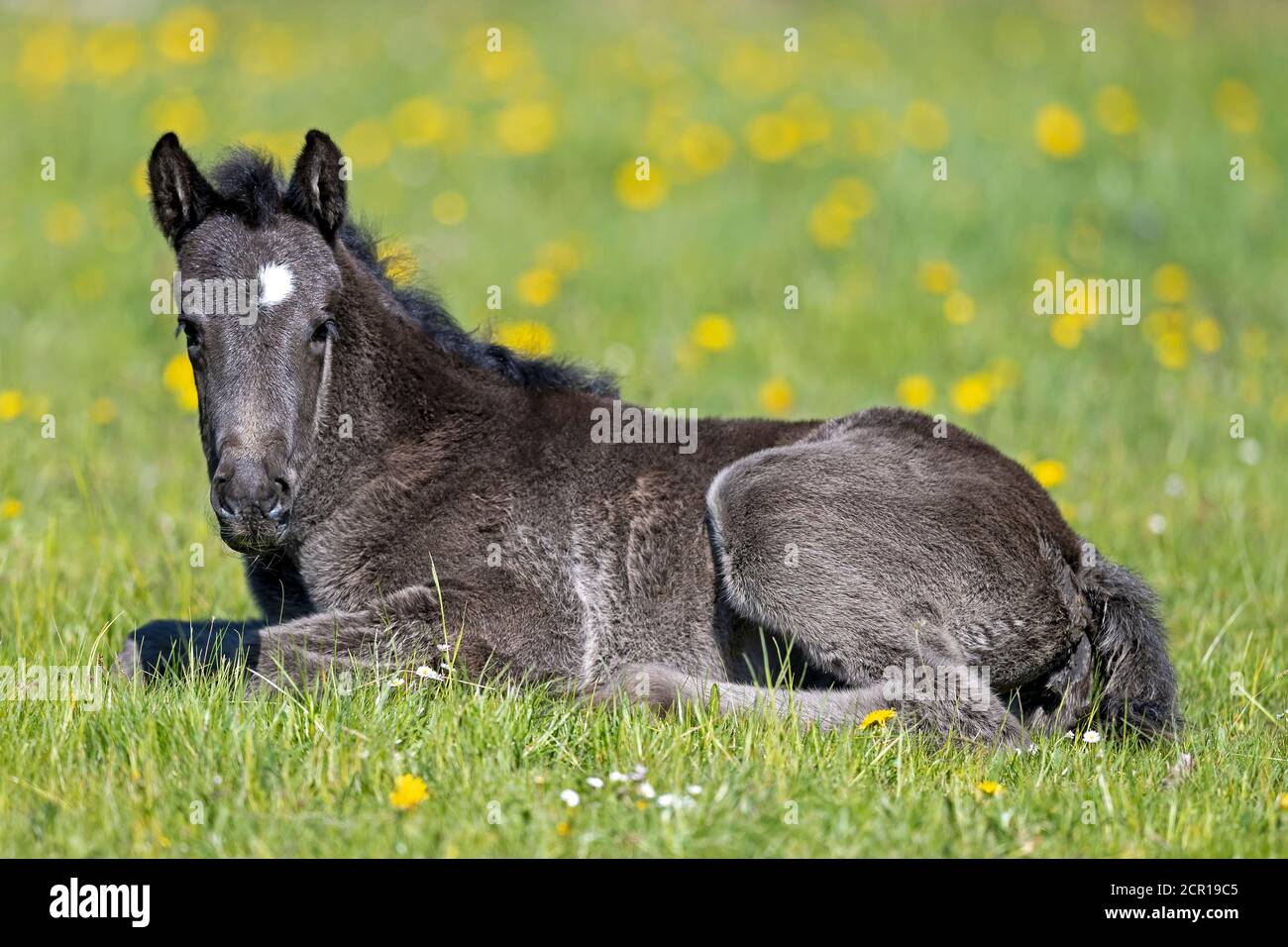 Pferde, Fohlen, Deutschland Stockfoto Pferde, Fohlen, Deutschland Stockfoto