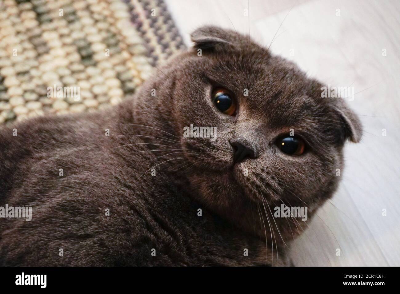 Nette schottische Falte Katze mit bernsteinfarbenen Augen Blick auf die Kamera Stockfoto