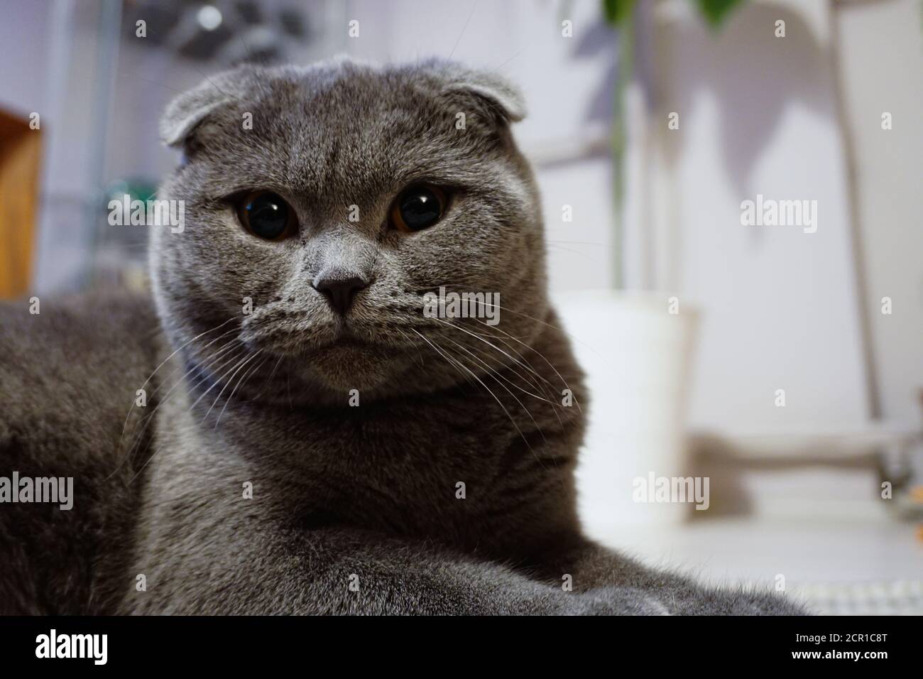 Nette schottische Falte Katze mit bernsteinfarbenen Augen Blick auf die Kamera Stockfoto