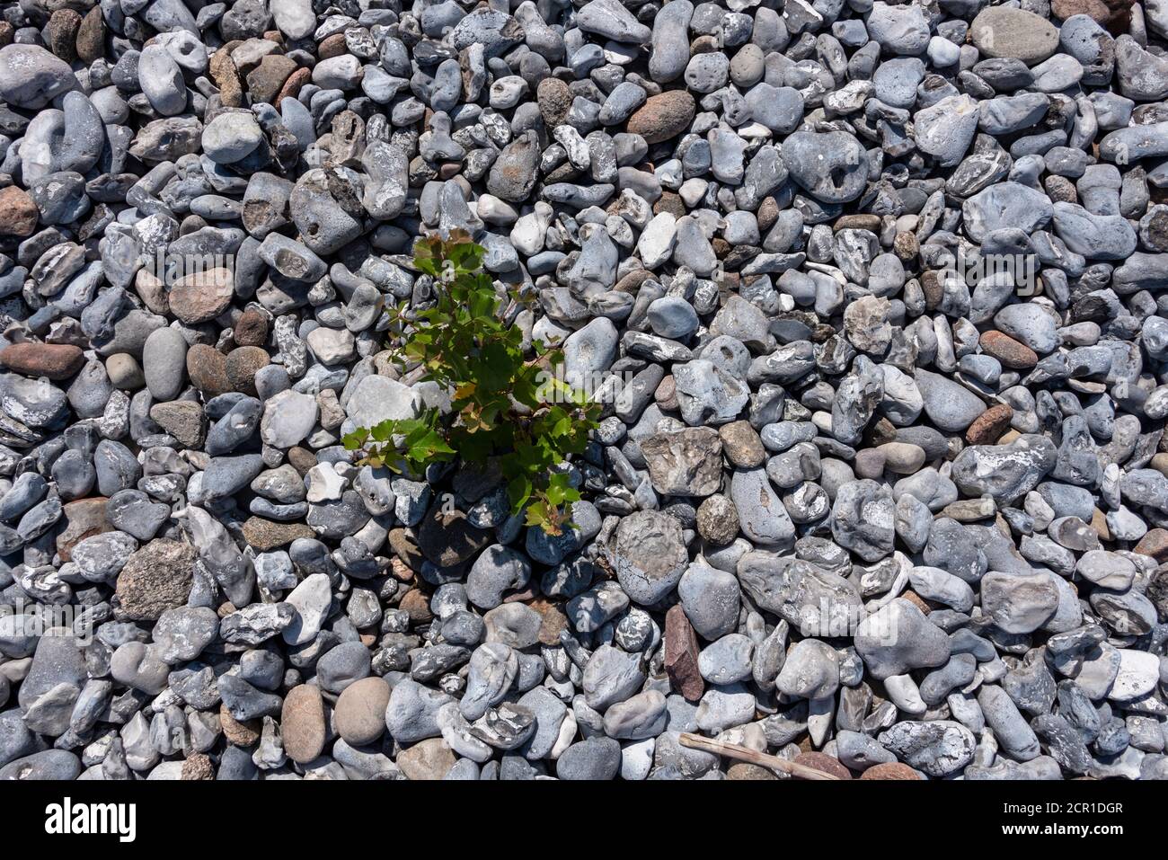 Deutschland, Mecklenburg-Vorpommern, Rügen, Feuerstein, Geröllfelder zwischen Mukran und Prora, Feuerstein, Details Stockfoto