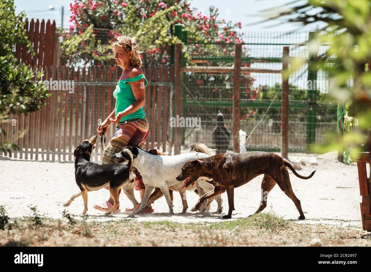 Frauen, die mit einem Rudel Hunde im Park eines Tierheims spazieren. Stockfoto