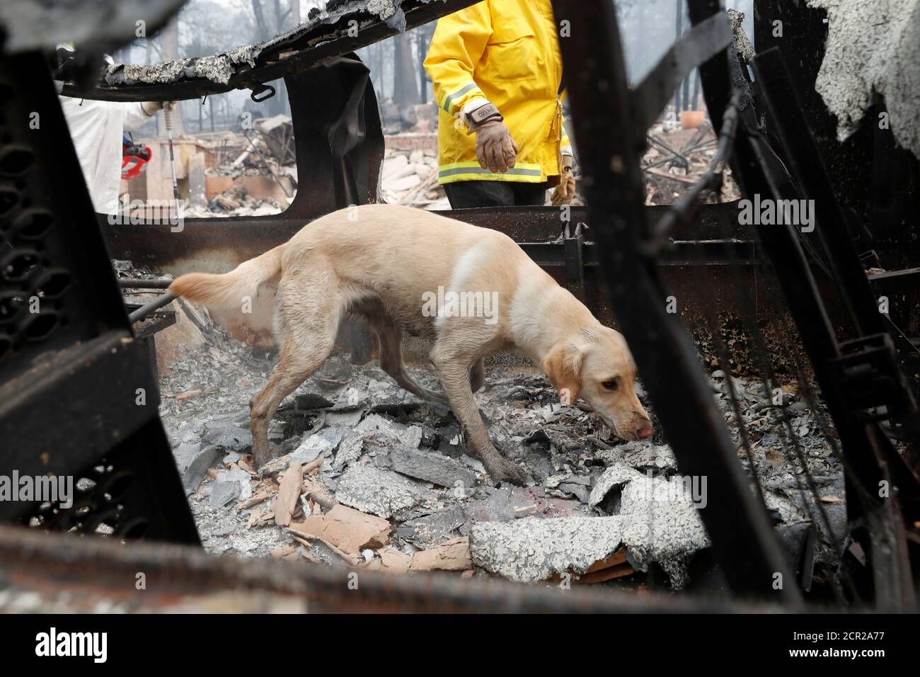 sylvester hund stockfotos und bilder kaufen alamy