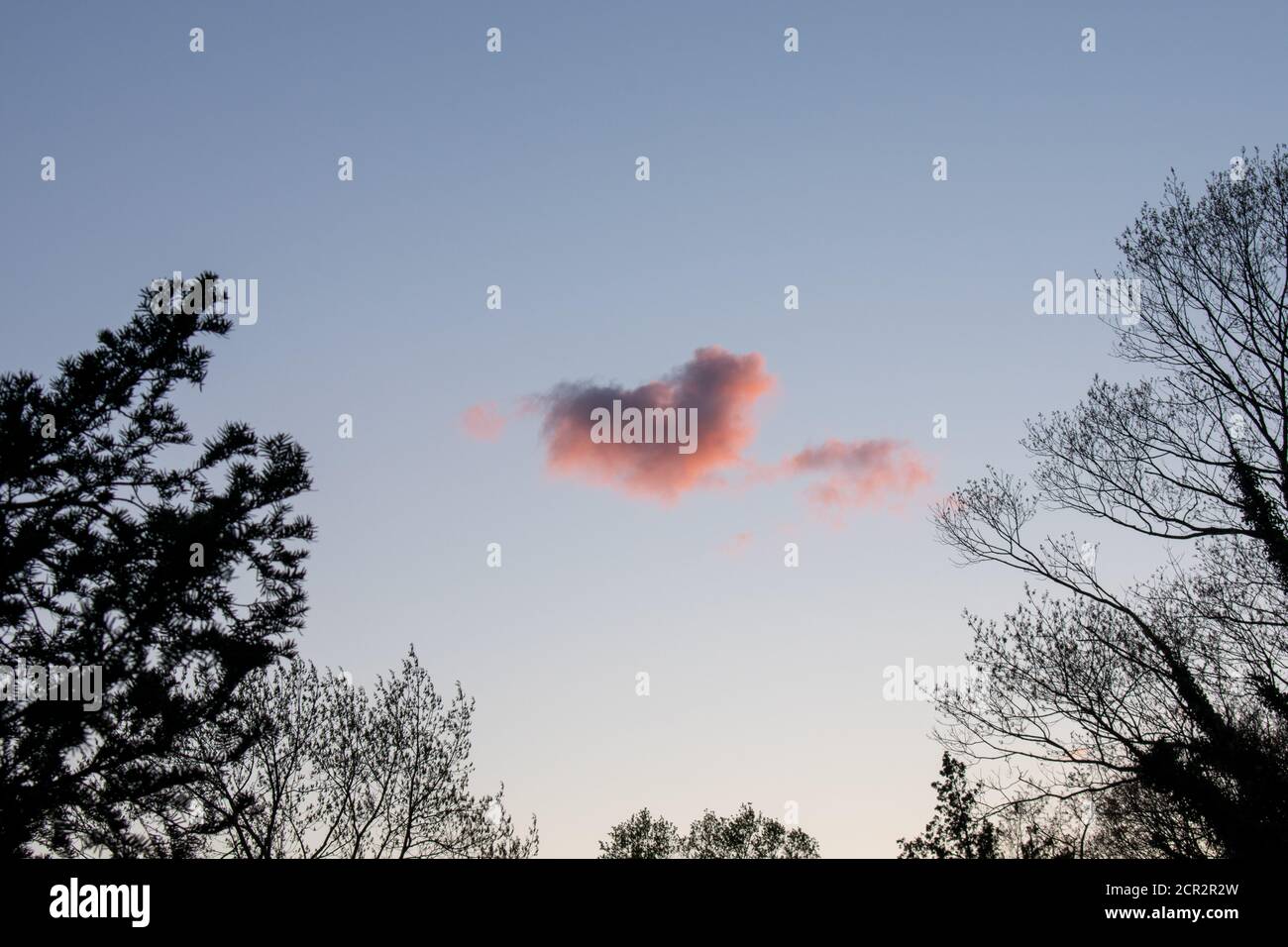 Eine herzförmige rosa Wolke auf einem klaren blauen Himmel Mit Bäumen um den Rahmen Stockfoto