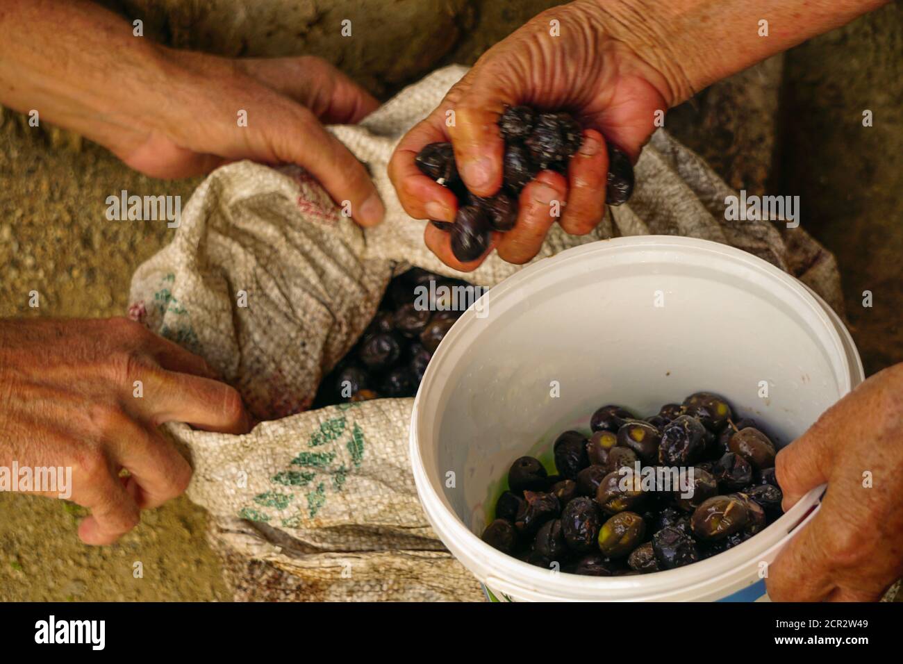 Schwarze Oliven handgepflückt und eingelegtes in Frau Hand Candid Bild Stockfoto