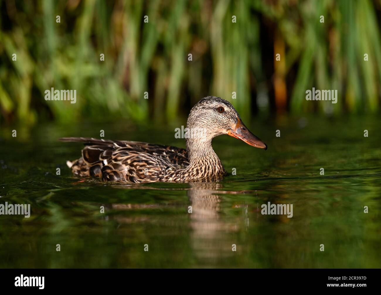 Mallard (Anas plathyrhynchos), weiblich, Jungtier, schwimmt im Wasser, Baden-Württemberg, Deutschland Stockfoto