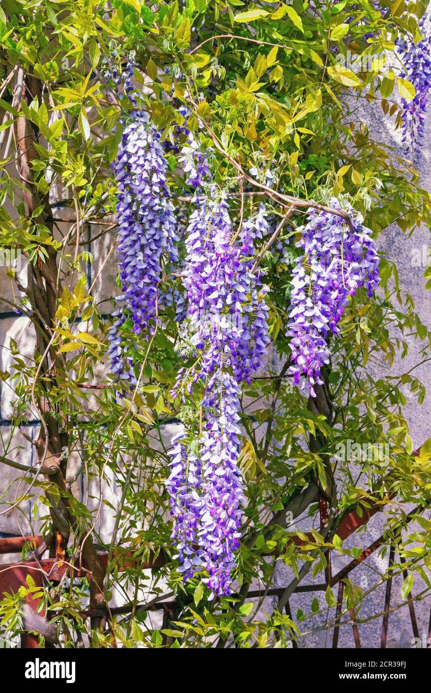 Frühlingsblumen. Blühende Glyzinie Rebe in der Nähe des Hauses an einem sonnigen Tag Stockfoto