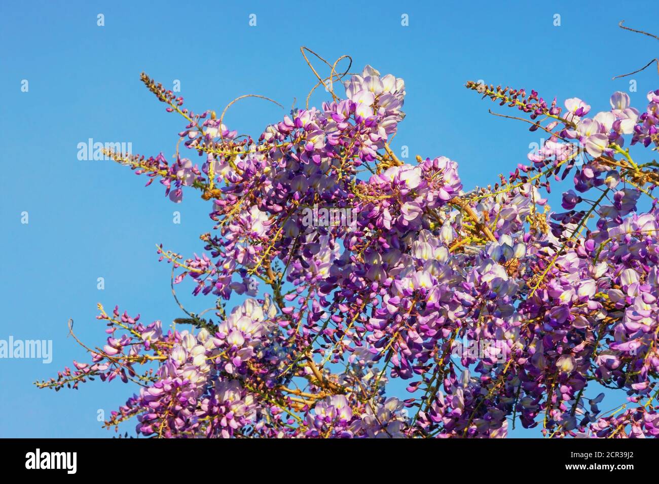 Frühlingsblumen. Blühende Glyzinie Rebe gegen blauen Himmel an sonnigen Tag Stockfoto