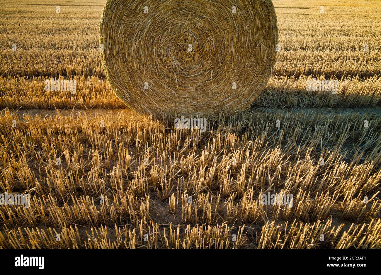 Gepresste Strohballen, Stoppelfeld, geerntetes Weizenfeld, Baden-Württemberg, Deutschland Stockfoto