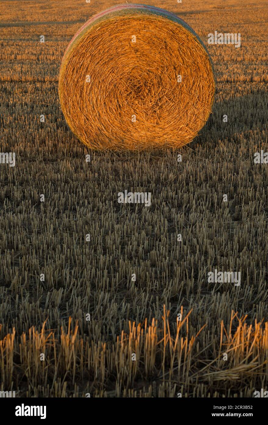 Gepresste Strohballen, Stoppelfeld, geerntetes Weizenfeld, Baden-Württemberg, Deutschland Stockfoto