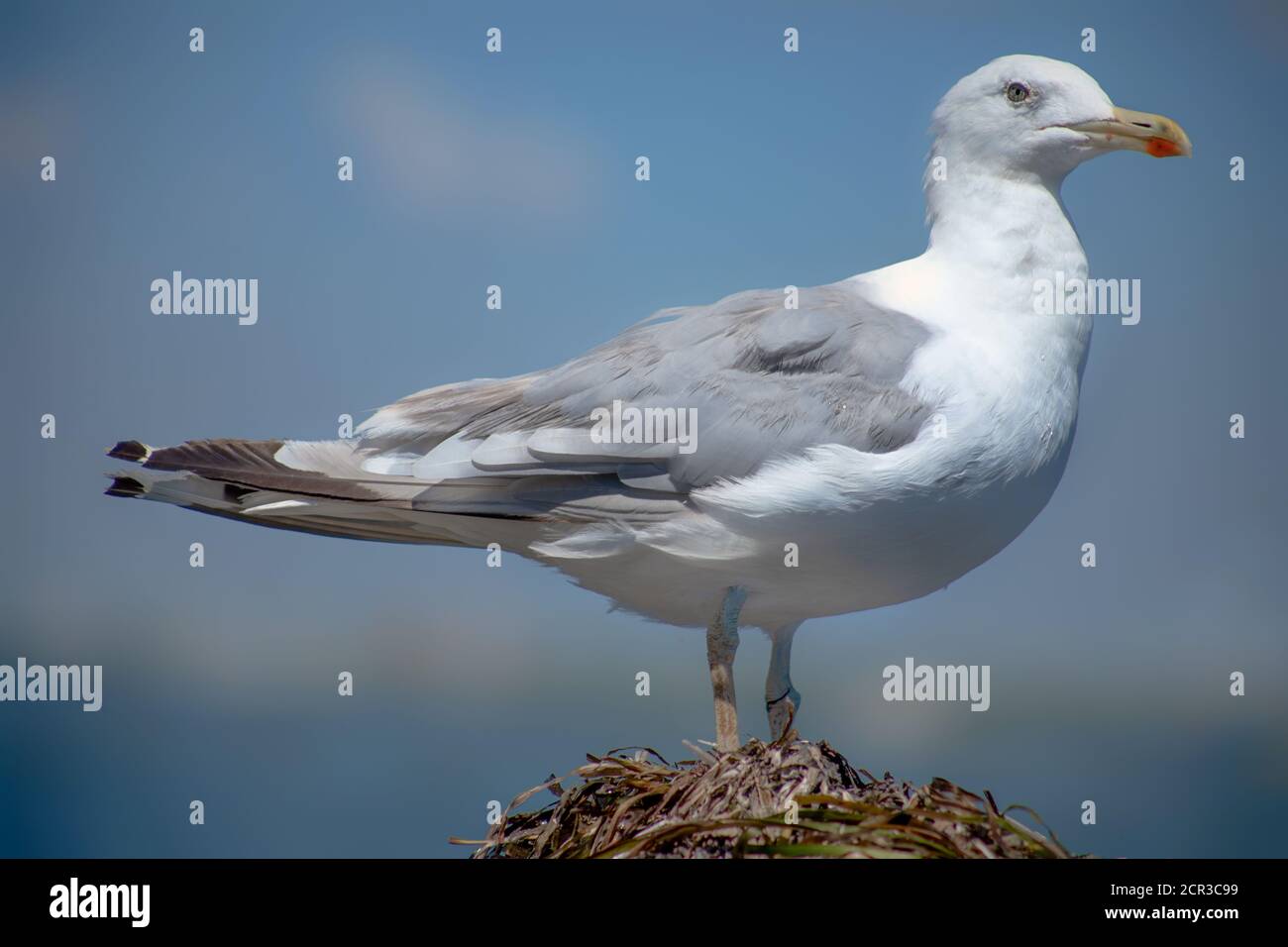 Große weiße Möwe auf einem Müllhaufen Stockfoto