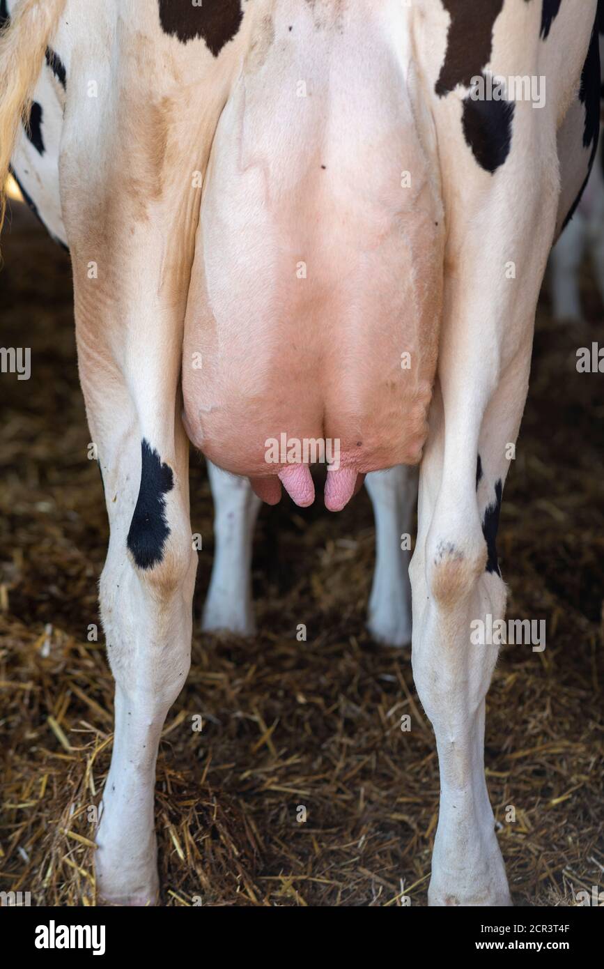 Deutschland, Sachsen-Anhalt, Hamersleben, Euter einer Milchkuh, Nahaufnahme Stockfoto
