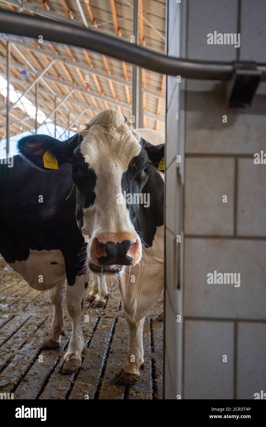 Deutschland, Sachsen-Anhalt, Hamersleben, eine Milchkuh (Bos taurus) steht im Stall Stockfoto