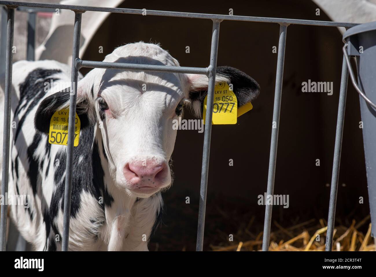 Deutschland, Sachsen-Anhalt, Hamersleben, ein Kalb steht in einem Kalbkasten Stockfoto