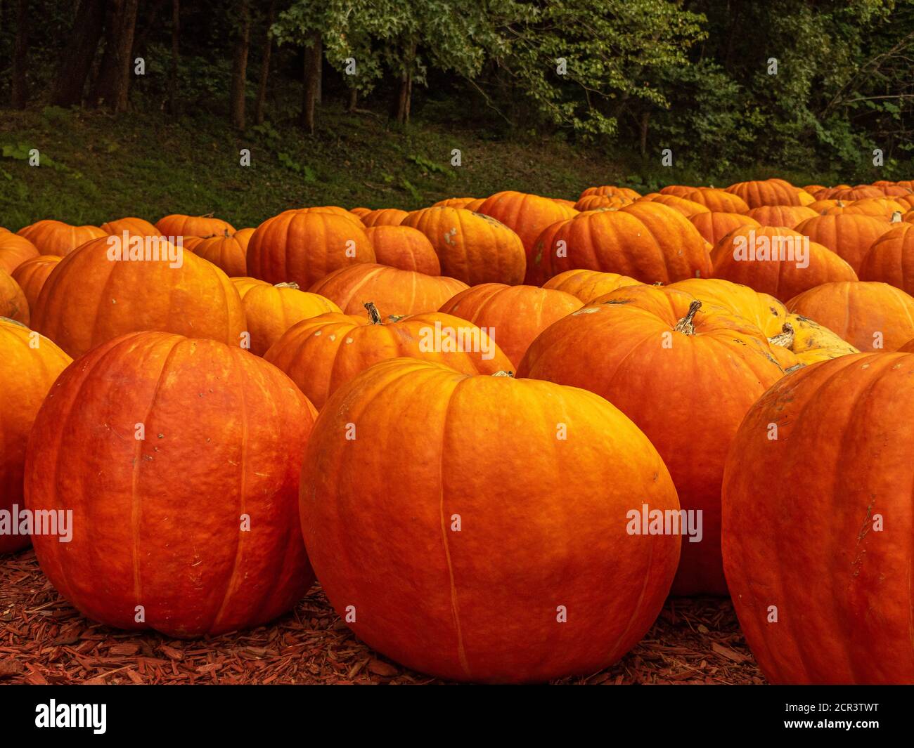 Nahaufnahme von riesigen Kürbissen erwarten junge Jack-o-Laterne Fans für Halloween. Stockfoto
