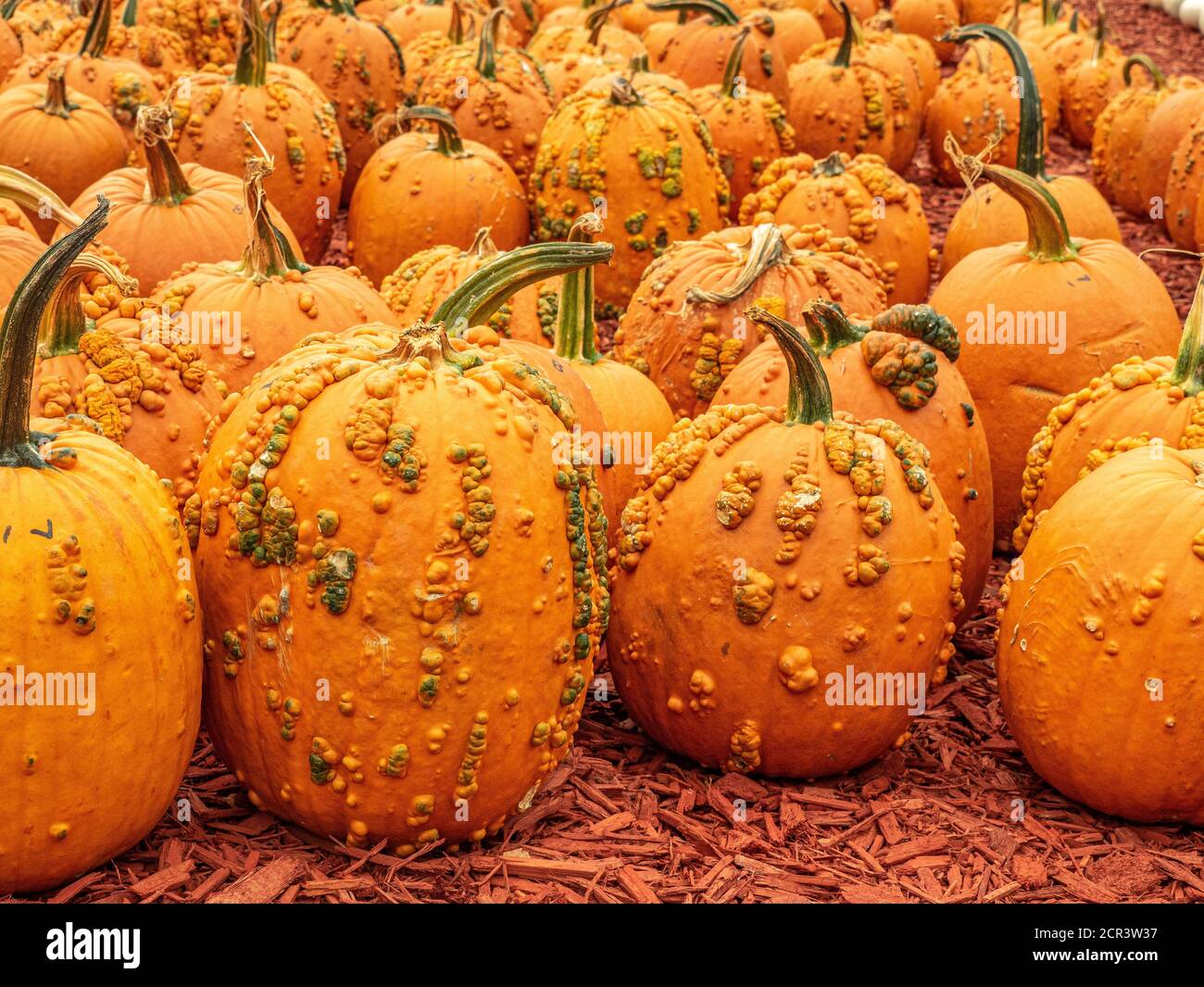 Riesige orange Kürbisse mit Warzen. Stockfoto