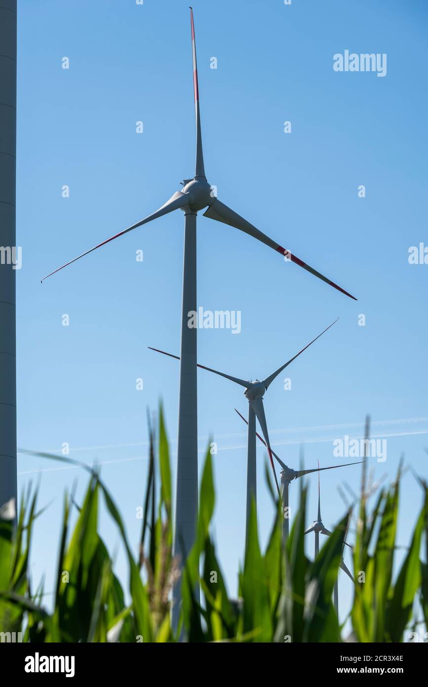 Windturbinen im Maisfeld, Windturbine, Windpark Stockfoto