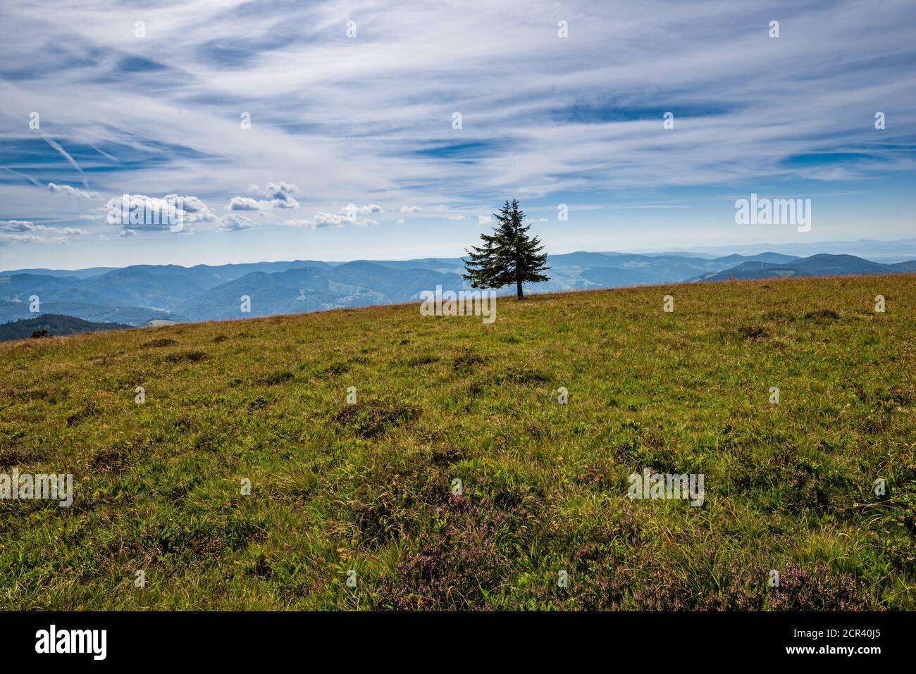 Einzelne Tanne auf einer Wiese vor einer weiten Landschaft, Belchensteig Gipfel Stockfoto